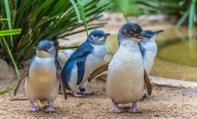 企鹅家族 Penguins: Meet the Family