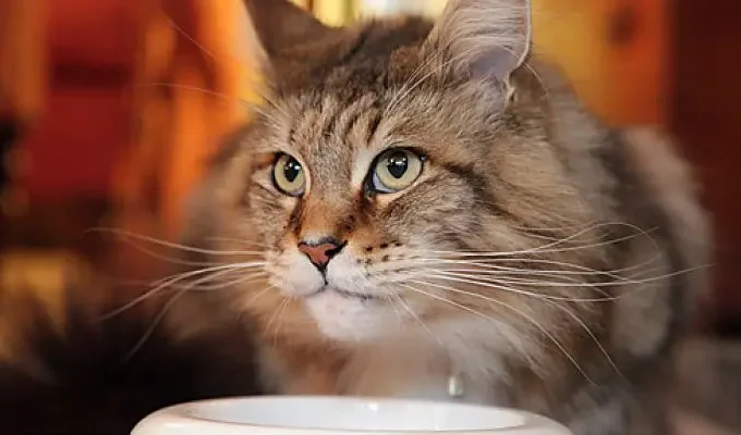 BBC地平线：猫的秘密生活 Horizon: The Secret Life of the Cat